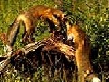 Play Two foxes puzzle
