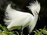 White feathered bird puzzle