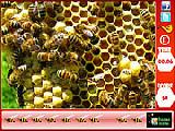Honeycomb - hidden bees
