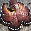 Play Star octopus slide puzzle