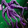 Play Violet octopus slide puzzle