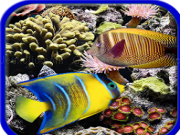 Play Coral reefs. hidden objects