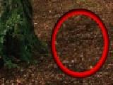 Play Hidden coins in the forest