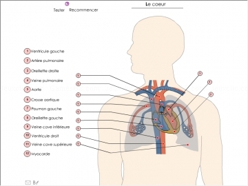 Systeme cardiaque