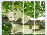 Play Rotate puzzle: cats and dogs