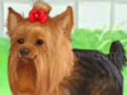 Play Cute Yorkie