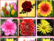 Play Flowers Memory Match now