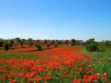 Jigsaw: poppy field