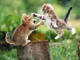 Cats fight jigsaw