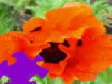 Oriental poppy jigsaw