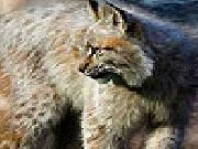 Play Amazing animals hidden numbers