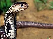 Play Wild snake slide puzzle