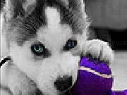 Play Player dog puzzle