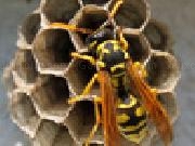 Play Jigsaw: wasp now