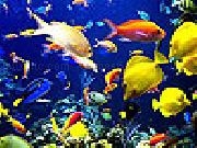 Colored fishes coloring