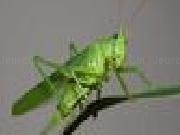 Play Natural grasshopper
