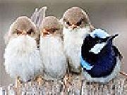 Play Four cute bird slide puzzle