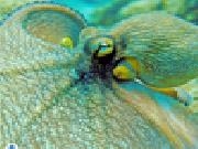 Play Octopus jigsaw