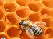 Play Bee on honeycomb