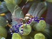 Spotted cleaner shrimp jigsaw