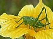 Play Grasshopper slide puzzle