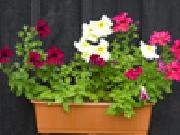 Play Jigsaw: petunias now