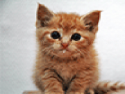 Play Cute kitten jigsaw puzzle