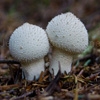 Play Jigsaw: mushrooms