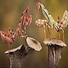 Play Two grasshopper puzzle