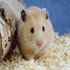 Hamster really cute