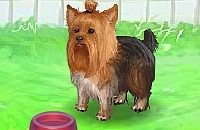 Play Cute yorkie