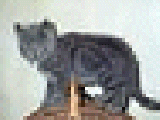 Memoire de chats