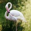 Play Jigsaw: flamingo pose now