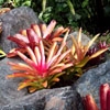 Play Jigsaw: bromeliads now