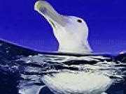 Play Cool water duck puzzle