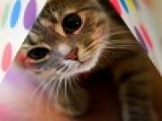 Cat really cute 3