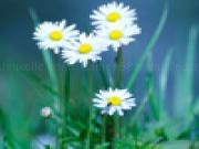 Play Jigsaw: cool flowers