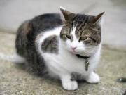 Play Do you like cats: question and reward