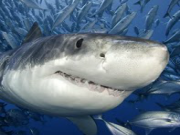 Play Adventures of the little shark