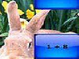 Play Rabbit family addition puzzle now