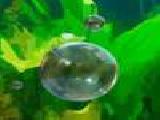 Play Bubble up