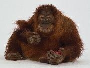 Play Dress the orangutan now