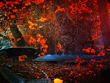 Play Red autumn forest now
