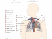 Play Systeme cardiaque