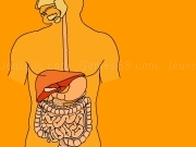 Digestive system