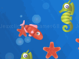 Star Fish