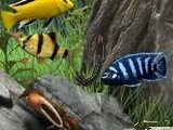 Play Hidden objects - under Water