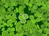 Lucky clover