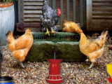 Play Poultry farm easter escape now