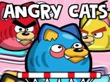Play Angry cats